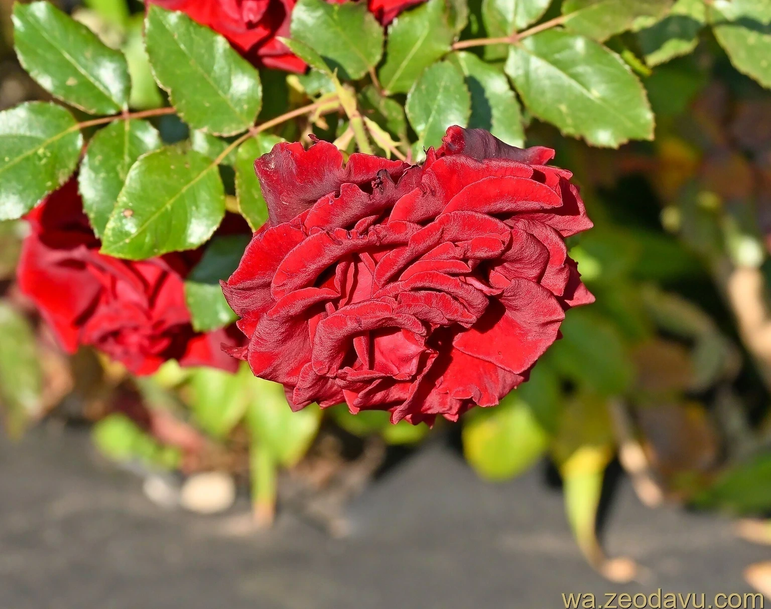 ブーランで胸に飾る赤いバラの花